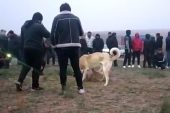 Kahramanmaraş’ta köpek dövüştürenlere 83 bin 400 lira ceza