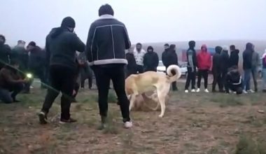 Kahramanmaraş’ta köpek dövüştürenlere 83 bin 400 lira ceza