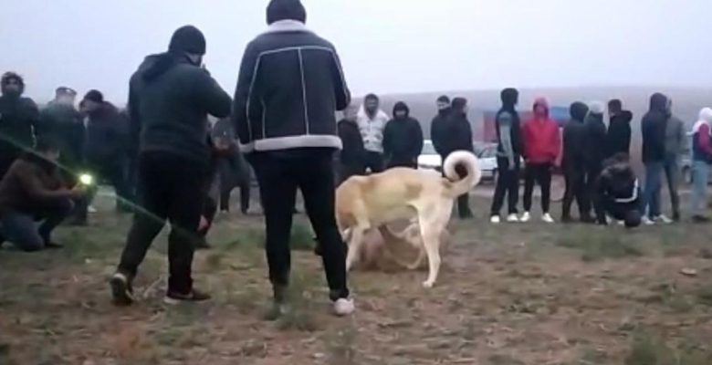 Kahramanmaraş’ta köpek dövüştürenlere 83 bin 400 lira ceza