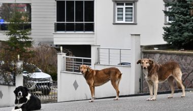 Köpeklerin saldırdığı hemşire arabanın önüne atlayarak kurtuldu