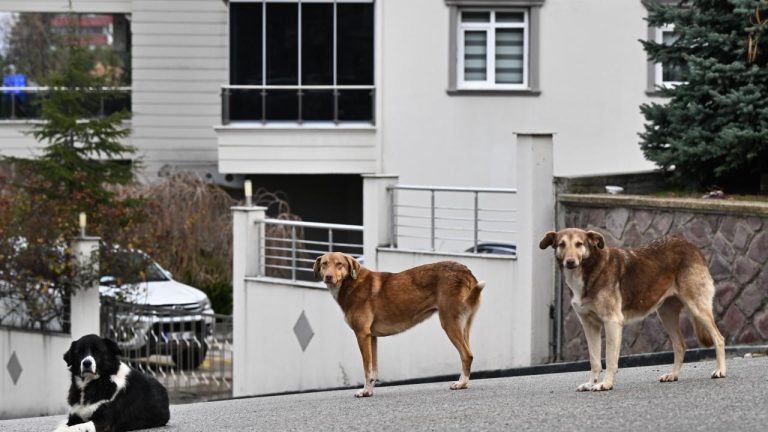 Köpeklerin saldırdığı hemşire arabanın önüne atlayarak kurtuldu Köpeklerin saldırdığı hemşire arabanın önüne atlayarak kurtuldu