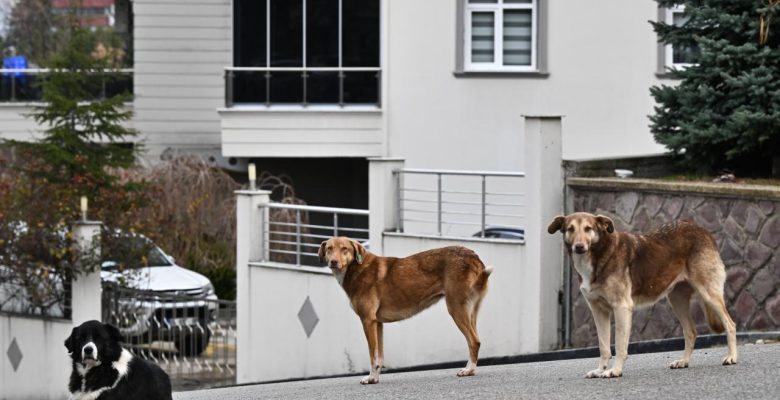 Köpeklerin saldırdığı hemşire arabanın önüne atlayarak kurtuldu