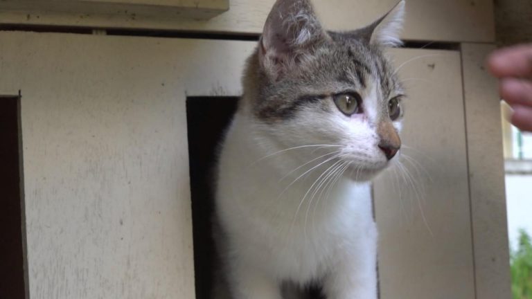 Japonya’da kimyasal tanka düştüğünden şüphelenilen “kediye” yaklaşılmaması uyarısı Japonya’da kimyasal tanka düştüğünden şüphelenilen “kediye” yaklaşılmaması uyarısı