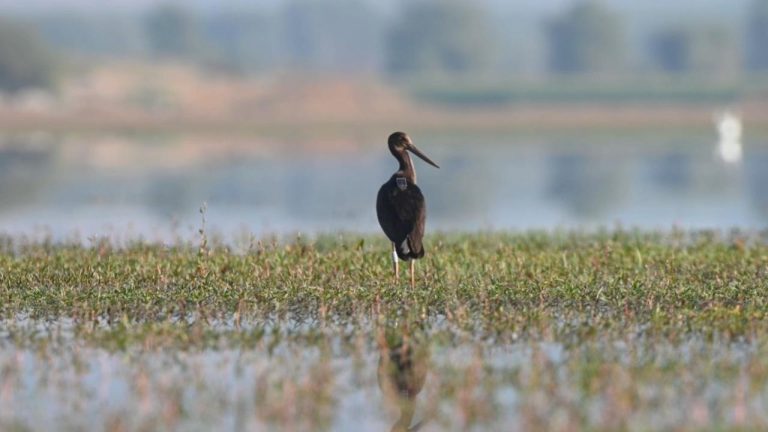 Türkiye’de 2023’te 190 türden 24 bine yakın kuş halkalandı Türkiye’de 2023’te 190 türden 24 bine yakın kuş halkalandı