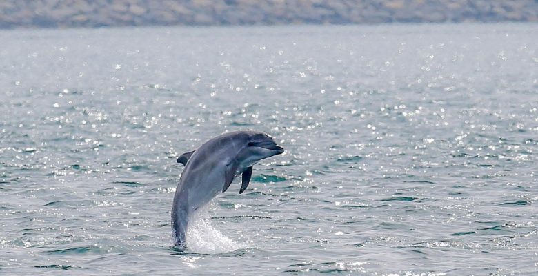 Yunuslardan ilhamla yapılan biyonik deri, tonlarca yakıt tasarrufu sağlayacak