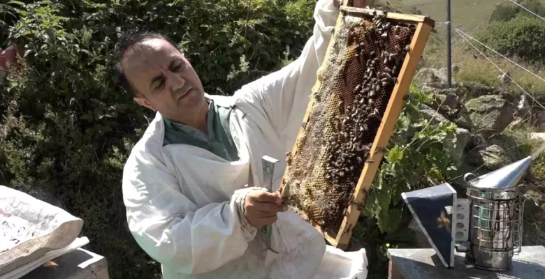 Anzer Balı’nın Sağımları Tamamlandı, Tescillenmek Üzere Tahlile Gönderilecek