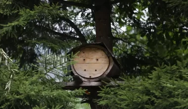 Ayder Yaylası’nda Bal Hasadı Başladı