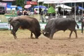 Kafkasör Festivali’nde Boğa Güreşleri Coşkusu