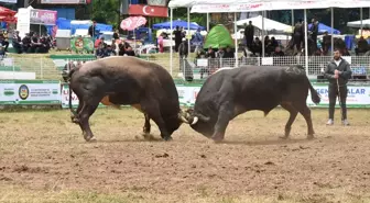 Kafkasör Festivali’nde Boğa Güreşleri Coşkusu