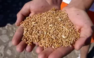 Tarım Bakanlığı’ndan Sertifikalı Tohum Desteği Başvuruları 31 Temmuz 2025’e Kadar Açık