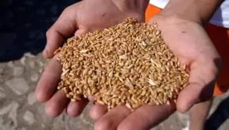 Tarım Bakanlığı’ndan Sertifikalı Tohum Desteği Başvuruları 31 Temmuz 2025’e Kadar Açık