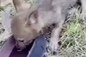 Bartın’da Bir Adamın Çakala Yardımı