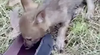 Bartın’da Bir Adamın Çakala Yardımı